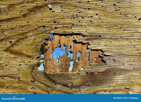 Plywood Sheet Peppered With Rifle Bullet Holes Stock Image Image Of