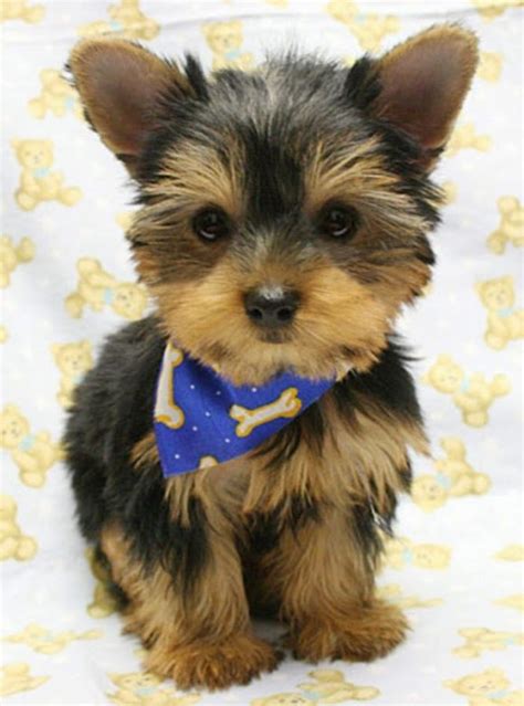 Cute Puppy And Dog 3 Top Amazing Beautiful Yorkie Puppies