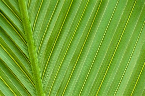 Green Palm Tree Leaf Free Stock Photo Public Domain Pictures
