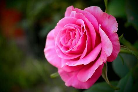 24 Fleur Rose De Jardin