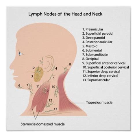 Lymph Nodes Of The Head And Neck Ganglios Linfaticos Linfatico