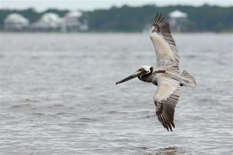Brown Pelican Gliding Over Water Stock Photo Image Of Flying Brown