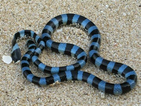 Top 10 The Most Venomous Snake Species In The World In 2022