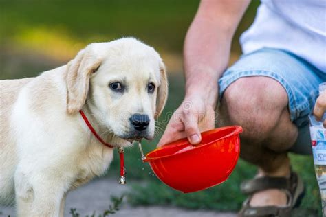 Labrador Dog Drinking Water Out Of Bottle Stock Image Image Of Aware