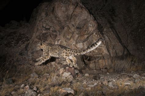 Our Snow Leopard Program Takes A Leap In Kyrgyzstan Panthera