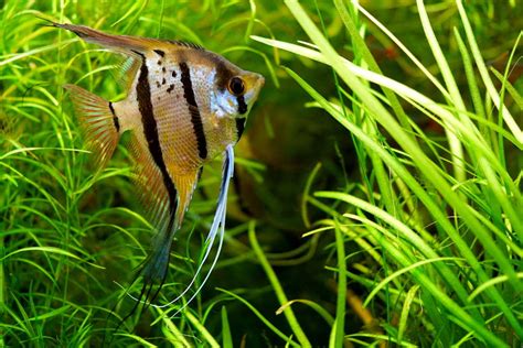 Care Guide For Freshwater Angelfish The Feisty Angel Of The Aquarium