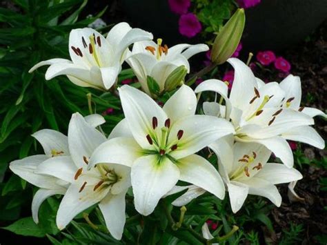 Manfaat Lilium Brownii Bunga Lily Best Herbal Nutrition