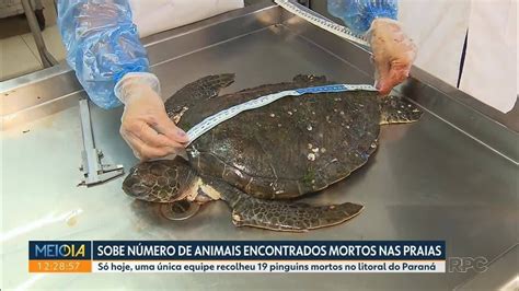 Quase 200 animais marinhos são encontrados mortos no litoral do Paraná