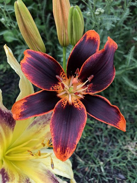 this lily from my garden 😍 r gardening