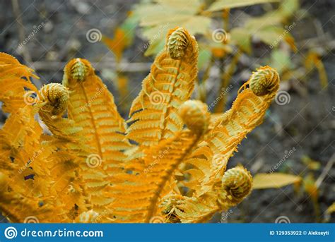 Yellow Fern Leaves Closeup Of Yellow Fern Leaves Stock Photo Image