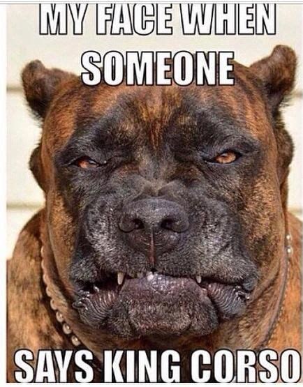 15 Cane Corso Memes Youll Find Too Cute Page 5 Of 5 The Dogman