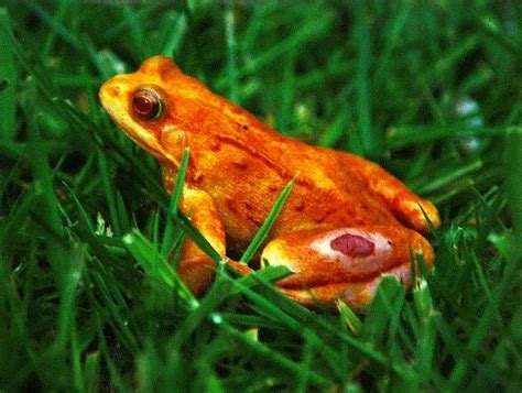 Pin By Laurie Musick On A Bit Of Orange Frog Amazing Frog Orange