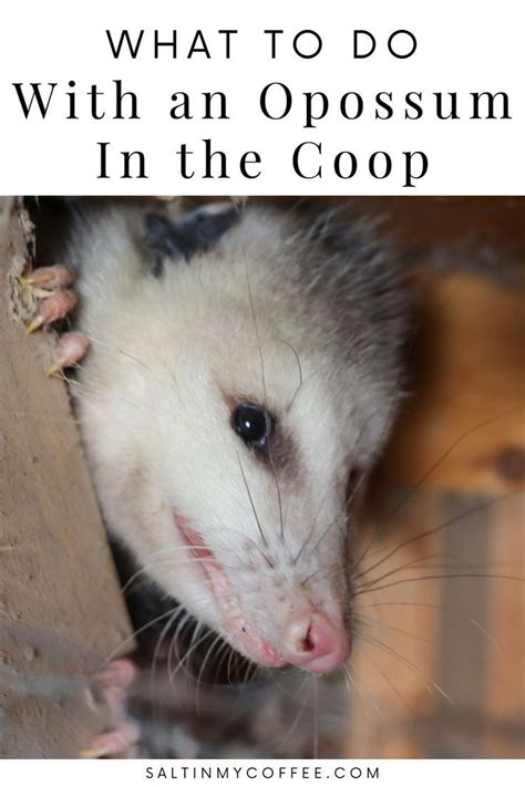 How To Handle Opossums In The Chicken Coop