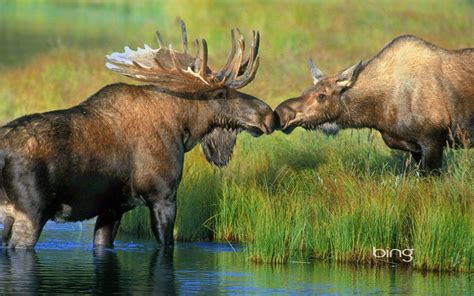 Moose Wallpapers Top Free Moose Backgrounds Wallpaperaccess