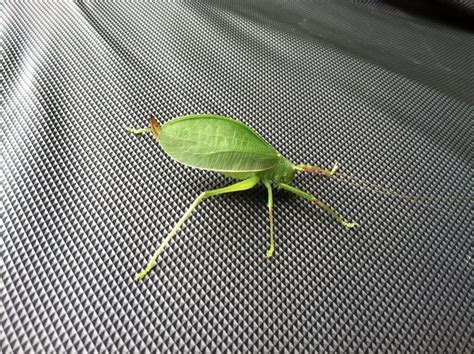 Mysterious Leaf Bug In So Md Insects