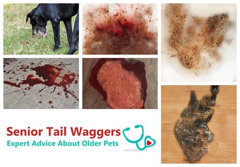 Pictures Of Dog Vomit With Blood Explained By A Veterinarian