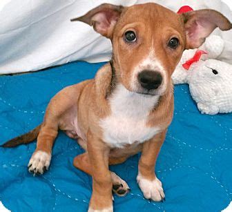 Find great deals on pet supplies in phoenix, az on offerup. Capri | Adopted Puppy | Phoenix, AZ | Corgi/Labrador ...