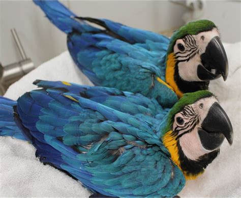 Macaws For Sale Exotic Pet Birds Inc