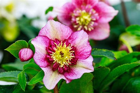 24 Winter Flowers That Will Add Vibrant Color To Your Garden Plants