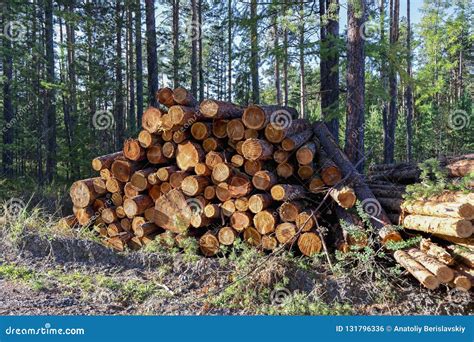 Wooden Logs Of Pine Woods In The Forest Stacked In A Pile Stock Photo