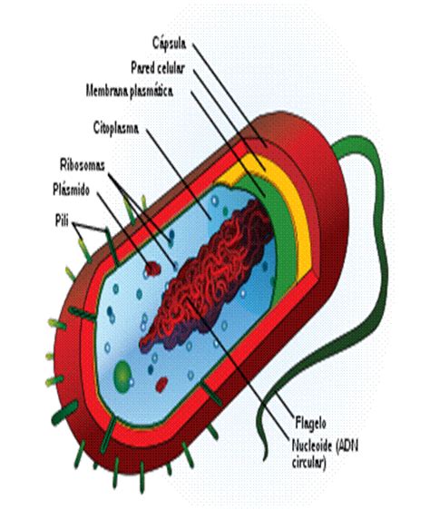 La Celula Procariota Y Sus Partes Imagui