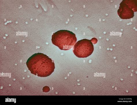 Scanning Electron Micrograph Streptococcus Pneumoniae Stock Photo Alamy