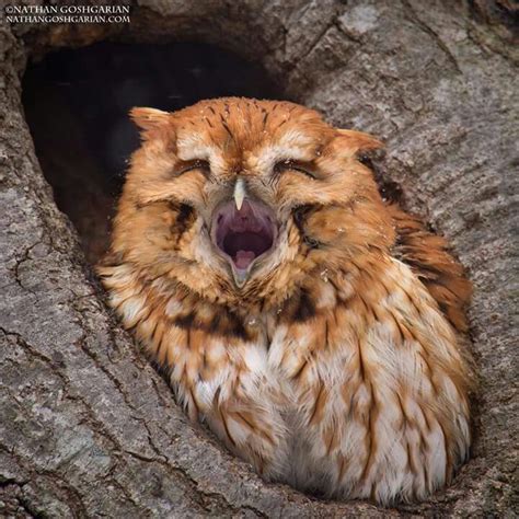 Yawning Owl Eastern Screech Owl Owl Pictures Pet Birds
