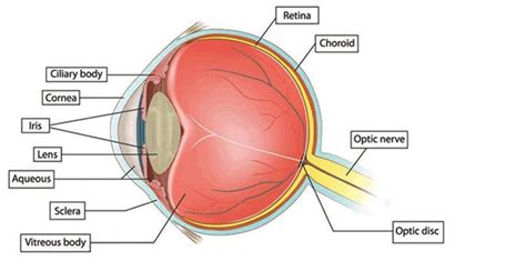 1 Main Parts Of The Human Eye Source Uk
