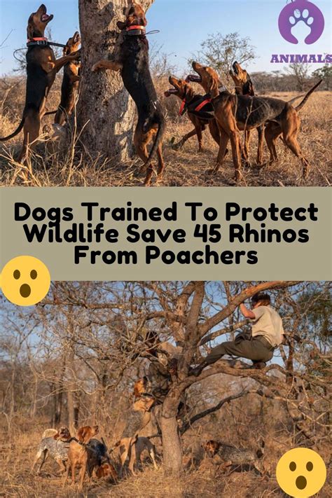 Dogs Trained To Protect Wildlife Save 45 Rhinos From Poachers Animals