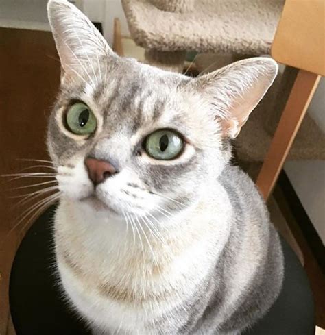 It's in the top 50 on the female side. 20 Best Australian Mist Cat Names | Australian mist, Cat ...