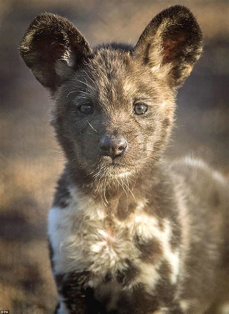 As africa becomes more populated more domestic dogs come. African painted dog pups are first to be born at Chester ...