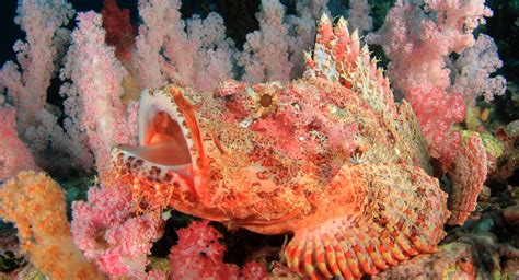 Marine Species Scorpionfish Scuba Diver Life