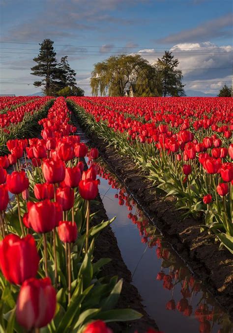 Pin By Katherine Baron On Flower Power Tulip Fields