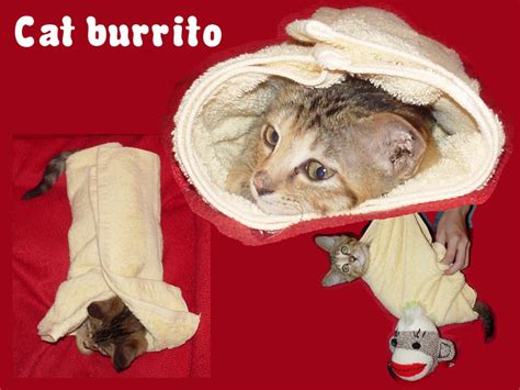 Cat Burrito She Can Be Quite Docile Andrea See Flickr