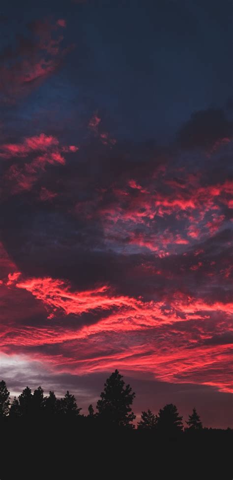 Download Wallpaper 1440x2960 Colorful Clouds Sunset Dark Tree