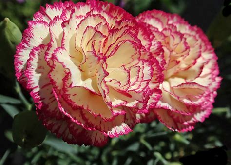 Carnation Picotee Color Mix 100 Seeds Flower Seeds Etsy