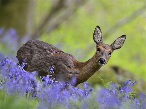 Vegetation And Wildlife Of The United Kingdom Blog In2english