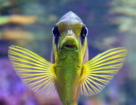 Top 10 Most Exotic Aquarium Fish In The World Animal Hype