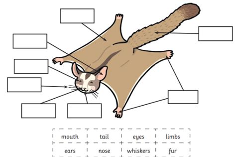 What Is A Sugar Glider Answered Twinkl Teaching Wiki