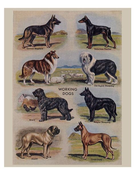 Vintage Dog Prints From The 1950s Five Printable Digital Etsy
