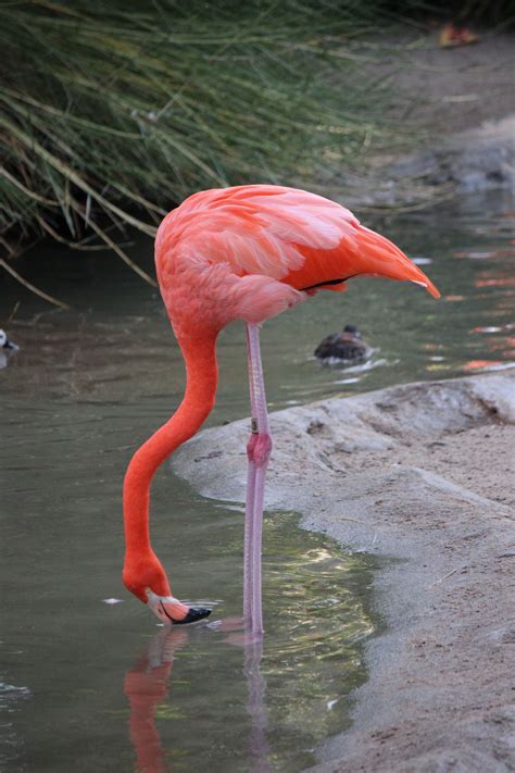 flamingo | Flamant rose, Flamant, Oiseaux