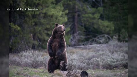 Famed Grizzly Bear 399 Back In The Spotlight With A Cub