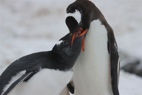 Wusstest du dass pinguine ein leben lang zusammen bleiben wenn sie einen partner gefunden haben spruche zitate zum thema liebe schone spruche liebe. Tierlexikon: Pinguin - WWF Panda Club