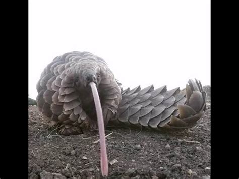 A pangolin's tongue can be longer than its body. Have you ever seen a Pangolin? They're really cute and they have an amazing tongue :) - YouTube