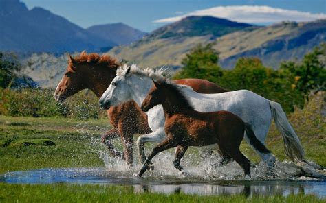 Beautiful Horse Wallpapers