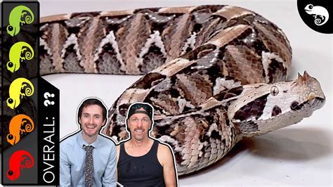 Gaboon Viper The Best Pet Snake Youtube
