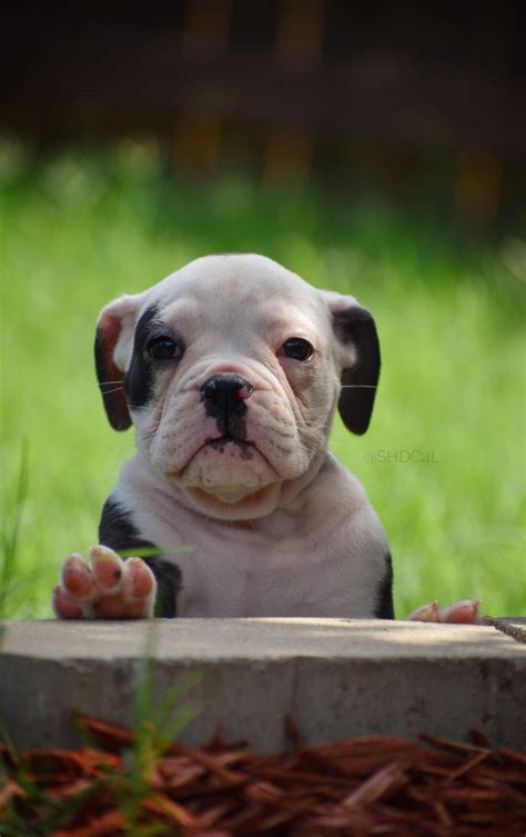 View listing photos, review sales history, and use our detailed real estate filters to find the perfect place. Olde English Bulldogge Puppies For Sale | Fort Worth, TX ...