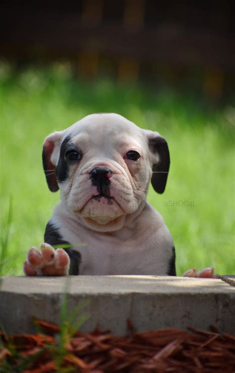 Looking for an english bulldog breeders in texas? Olde English Bulldogge Puppies For Sale | Fort Worth, TX ...