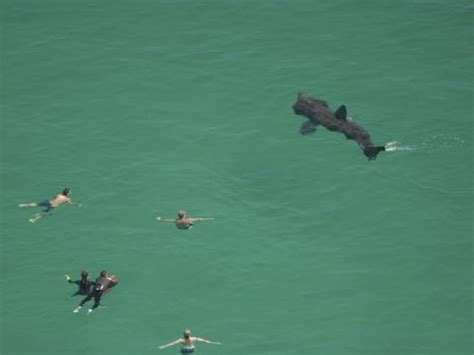 Huge 20ft Basking Shark Caught Accidentally By Fishing
