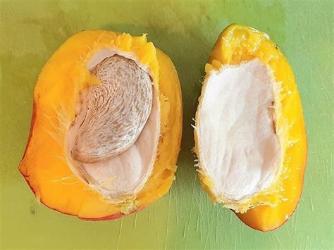 Health Benefits Of Mango Seeds Fusion Werindia